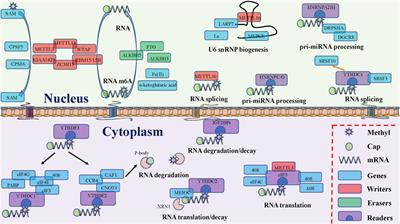 Current Advances in N6-Methyladenosine Methylation Modification During Bladder Cancer